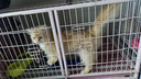 皇家泌尿道处方猫粮LP34稀释尿液溶解鸟粪石猫处方粮配方粮1.5KG*3 实拍图