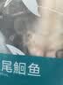 钓鱼记叉尾鮰鱼1.3斤-1.5斤(赠烤鱼酱) 二去净重 冷冻 烤鱼红烧生鲜鱼类 实拍图