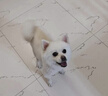 麦富迪狗粮 藻趣儿狗粮成犬粮牛肉螺旋藻 均衡营养2.5kg 实拍图