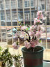 花翁海棠花盆栽树苗重瓣长寿冠盆景老桩庭院阳台绿植室内花卉源头直发 实拍图