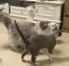 大宠爱 猫驱虫药 体内外同驱耳螨虱子跳蚤虫 2.6-7.5kg成猫 3支装 实拍图