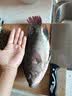 龙王恨鱼饵蓝鲫X5青春版腥香饵江河黑坑野钓鲫鲤草鳊鱼通杀综合钓鱼饵料 南极磷虾粉(共180g/3包) 实拍图