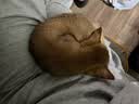 京东京造【高端100支】白衬衫男士高端衬衫长袖衬衫夏季商务正装白色42 实拍图