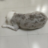 蚁族宠物推子剃毛器泰迪猫咪通用美容留毛刀头电推子专业理发器不卡毛 实拍图