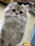 lorde里兜蜂蜜猫用猫咪漱口水洁齿水无需牙刷防牙结石改善口臭300ml 实拍图