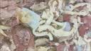 天顺源新西兰原切满肉羔羊脖骨羊蝎子 2斤  生鲜羊肉 炖煮食材 实拍图