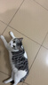 城市理享云朵轻轻无香低敏纯木薯猫砂2.5kg*4 强除臭0香精0甲醛瞬间结团 实拍图