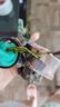 云峰海瑞水草活体懒人草鱼缸造景活体水草套餐鱼缸水草有茎类中后景真水草 【实惠】-绿菊（5只一组） 实拍图