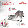 皇家猫粮 成猫猫粮 天然香味 EA33 通用粮 12月以上 2KG 维持理想体重 实拍图
