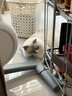 instinct百利高蛋白美毛鸡肉全猫粮10磅*2包+Stanley水杯礼物591ML粉白 实拍图