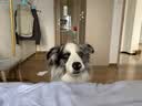 皇家狗粮 成犬粮 通用犬型 CC通用狗粮12月以上 3KG【成犬通用】 实拍图