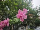 京东京造百万热销男士t恤短袖女夏季新款40支新疆棉舒适休闲打底衫白XL 实拍图