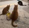 麦富迪猫罐头 barf霸弗主食猫罐头湿粮成幼猫呵护泌尿100g*24罐 实拍图