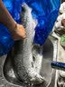 聚鲜品 智利冷冻整条三文鱼(大西洋鲑)14-12斤一条 进口海鲜烹饪食材 要整条发出 实拍图