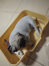 HELLOJOY狗厕所中型小型犬专用防踩屎便盆尿尿盆非不锈钢大小便神器狗砂盆 实拍图