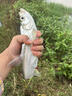 龙王恨鱼饵蓝鲫X5青春版腥香饵江河黑坑野钓鲫鲤草鳊鱼通杀综合钓鱼饵料 蓝鲫青春版-六蟲腥香(300g/1包) 实拍图