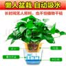 京东绿植绿萝盆栽除甲醛花卉绿植办公室180款加仑自吸水盆8盆装源头直发 实拍图