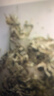 金泰康艾草泡脚药包500g*3大包 产妇月子纯艾叶儿童泡澡泡浴艾叶三伏天 实拍图