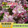 滨淇庭院地栽大型高杆海棠树苗西府海棠耐寒植物2公分粗1棵源头直发 实拍图
