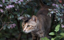 索尼（SONY）FE 50mm F1.4 GM 全画幅大光圈定焦G大师镜头 人像摄影(SEL50F14GM) 实拍图