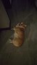 比乐狗粮 臻系列肉蛋奶蔬 牛肉鸭肉梨配方金毛贵宾成犬幼犬通用狗粮 6拼牛肉牛油果10kg【2kg*5】 实拍图