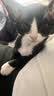 疯狂的主人 猫指甲剪猫去浮毛狗狗指甲钳猫咪指甲刀宠物剪刀美容工具用品 实拍图