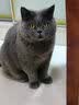 红狗 OMEGA深海磷虾鱼油6ml 猫咪鱼油狗狗宠物美毛卵磷脂鱼油猫用 实拍图