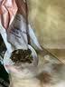 LEGENDSANDY蓝氏幼年期全价猫粮试用 试吃 猎鸟乳鸽多重倍护50g 赠品勿购 实拍图