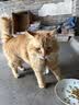 奥丁（ODIN）猫粮 美短英短蓝猫暹罗猫 鱼肉味猫咪食品 成猫全价猫粮2kg 实拍图