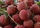 京鲜生 福建桂味荔枝 净重4.5斤 单果12g+ 新鲜水果 源头直发包邮 实拍图