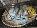 泽硕宁狗笼子大中小型犬狗窝带厕所折叠便携猫笼子超大号狗狗围栏宠物笼 黑色狗笼【加粗加固】赠厕所托盘 小型犬【8斤内】50*33*38 无毛边/无倒刺/不卡脚 实拍图