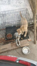 宠乐乖（CHONGLEGUAI）狗笼猫笼狗笼子中小型犬带厕所幼犬折叠便携猫笼子猫咪兔笼700ZG 实拍图