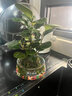 花翁小盼菩提苔藓球水培绿植物盆栽办公室内桌面好养易活花卉源头直发 实拍图