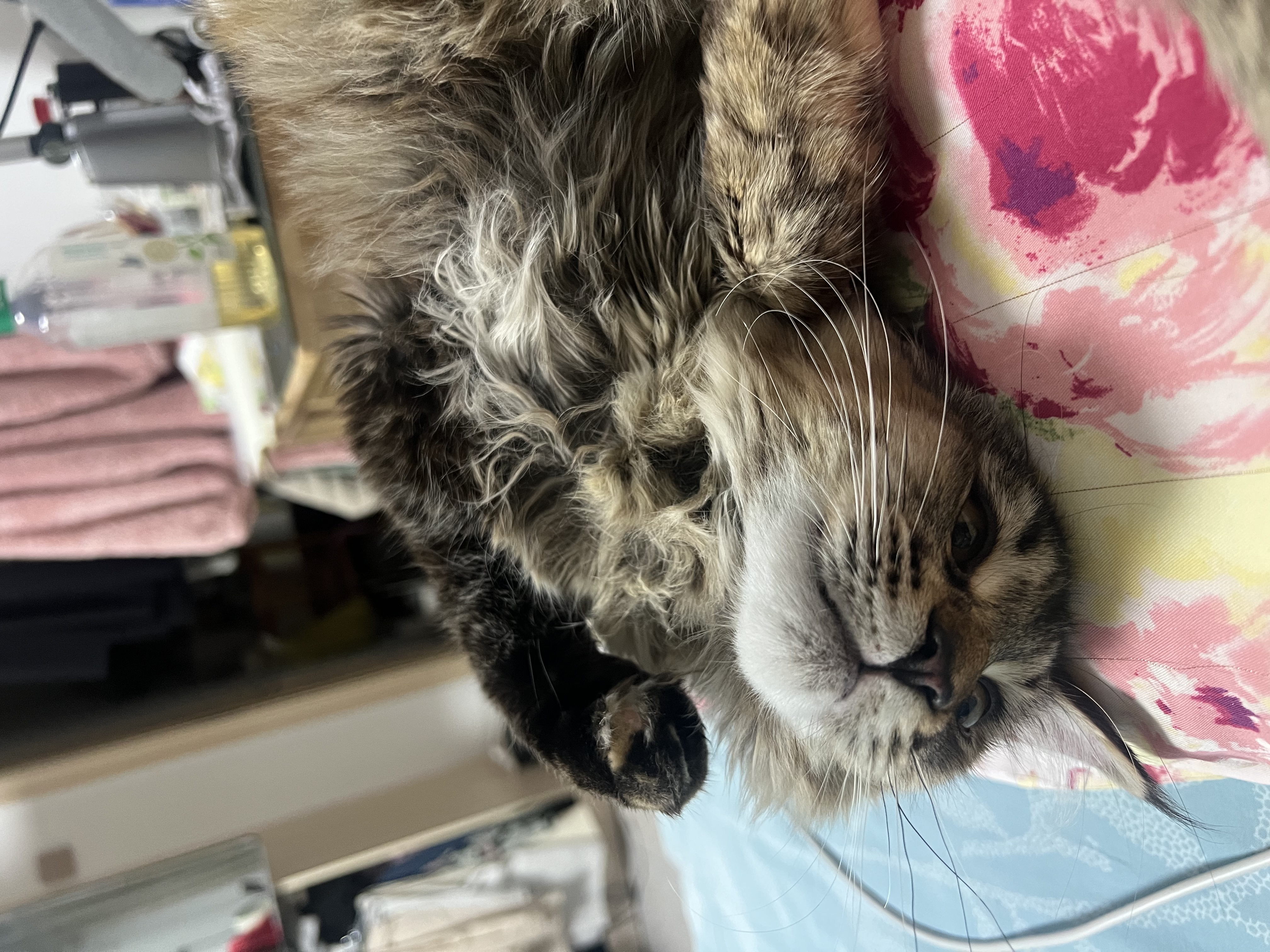 亚瑟士（asics）男女儿童26年夏季吸湿速干科技轻量透气POLO运动短袖 0000白色 140 实拍图