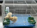 栗好嘉鸭子笼子家用小鸡笼子芦丁鸡饲养笼养鸭子笼子黄鸡养殖笼柯尔鸭笼 白色（饮水器4件套） 芦丁鸡笼小号35*25*26 2只 实拍图