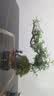 清香胡椒飘枝老桩花卉四季好养绿植盆栽室内客厅茶桌盆景高档绿植 酒壶盆清香木15-20+底座+小沙弥 实拍图