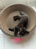 疯狂的主人猫抓板窝碗形大号猫抓盆不掉屑猫窝宠物猫玩具瓦楞纸猫爪板 实拍图