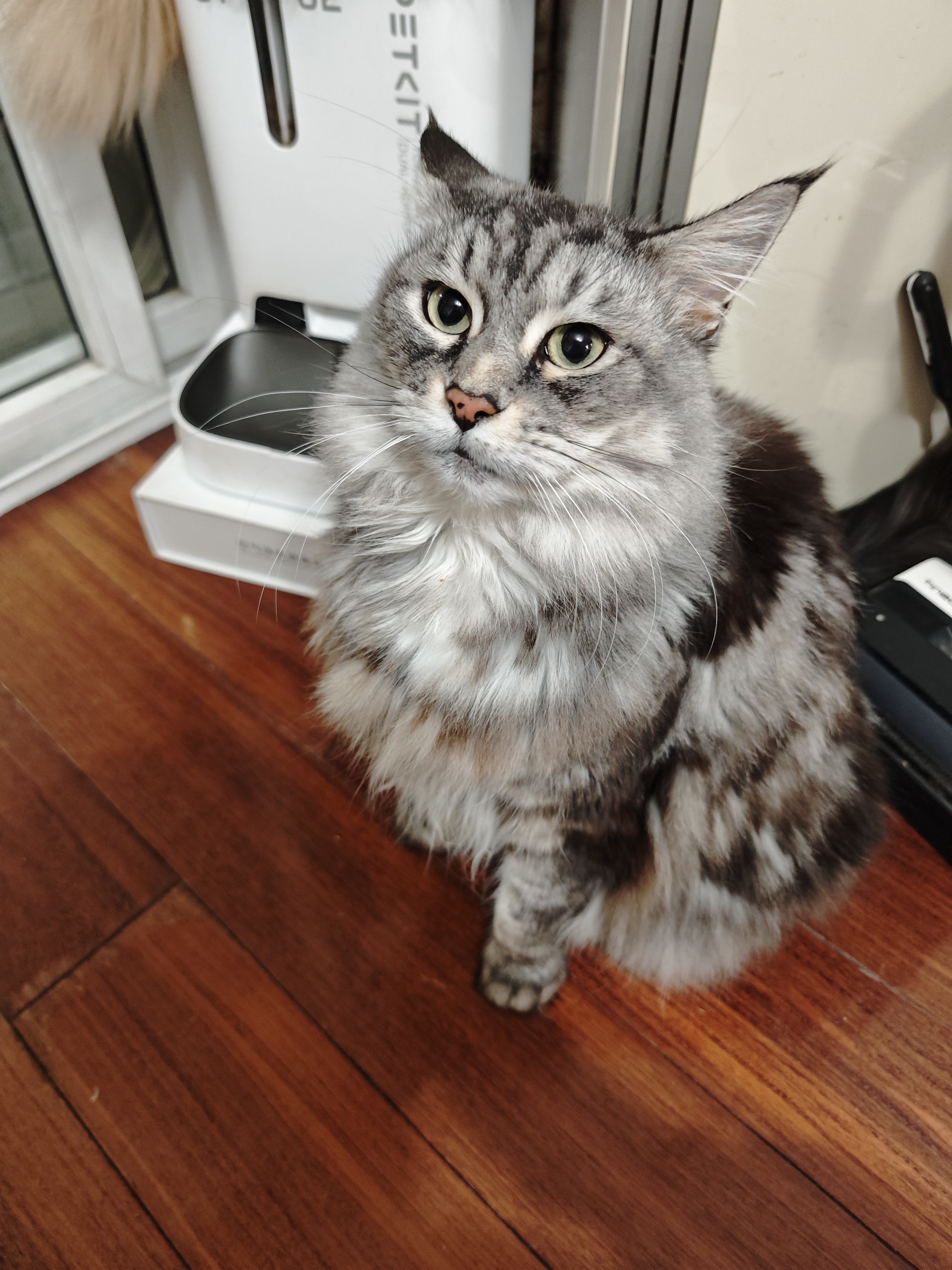 N1 爱宠爱猫N1爱宠爱猫小米混合猫砂2.0颗粒豆腐砂植物猫砂9kg易结团可冲厕所 实拍图