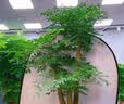 史丹利（STANLEY）吡虫啉杀虫剂小白药花药花卉植物通用蚧壳虫介壳虫专用粉剂50g 实拍图