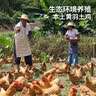 温氏供港农养大公鸡净重2.4斤 100天冷冻 适配莫氏鸡煲原料食材散养 实拍图