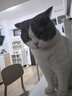 卫仕（NOURSE）猫多维魔方冻干猫咪日常所需复合维生素营养乳铁蛋白高免营养片 乳铁蛋白猫多维200片 实拍图