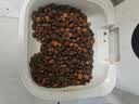 愛肯拿（ACANA）猫粮 牧场盛宴成猫幼猫粮 高蛋白无谷进口鸡肉粮5.4kg 效期27/5 实拍图