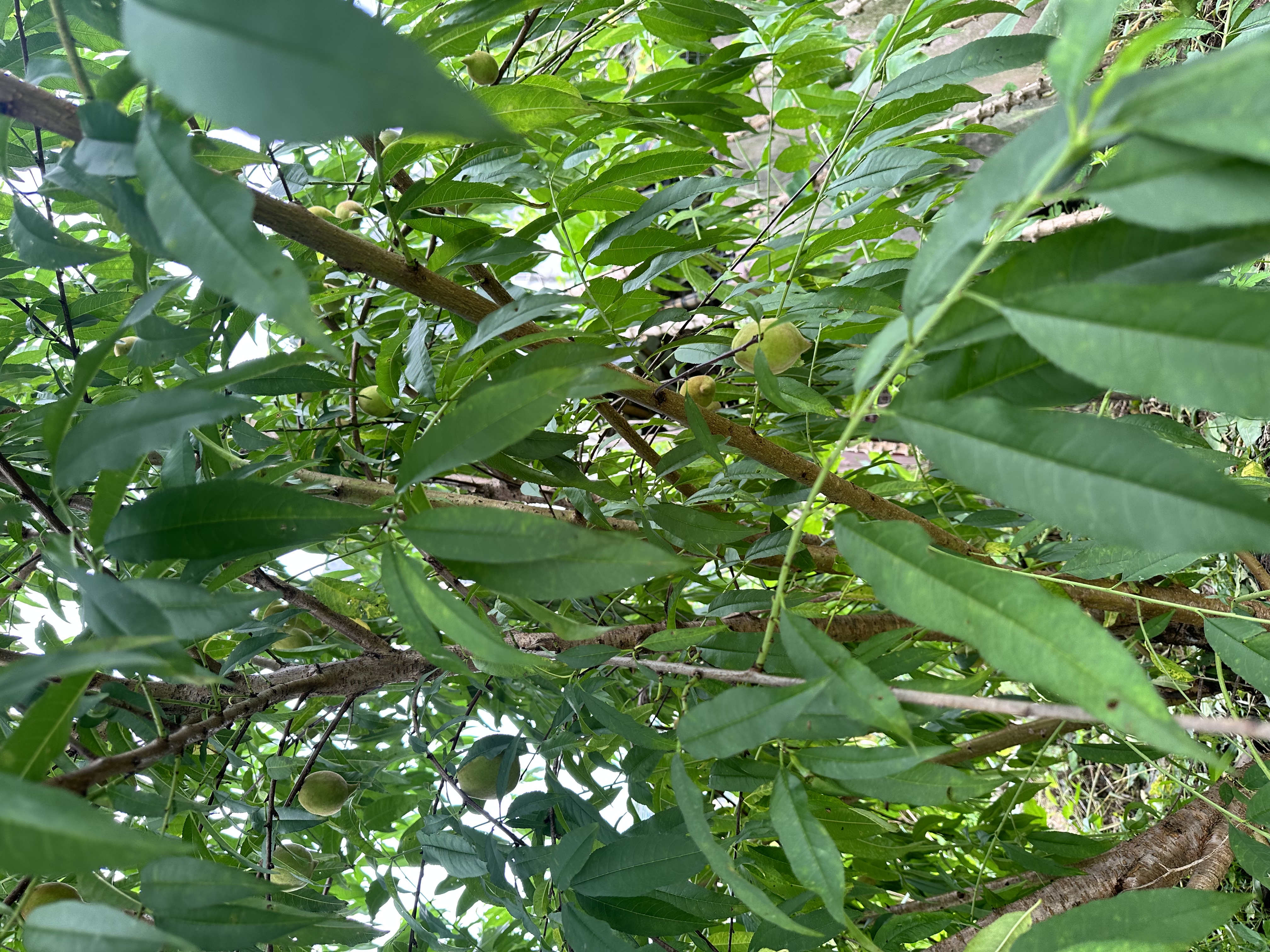 九阳（Joyoung）炒锅不粘锅316不锈钢锅炒菜锅家用炒锅蜂窝锅炉灶通用32cm 实拍图