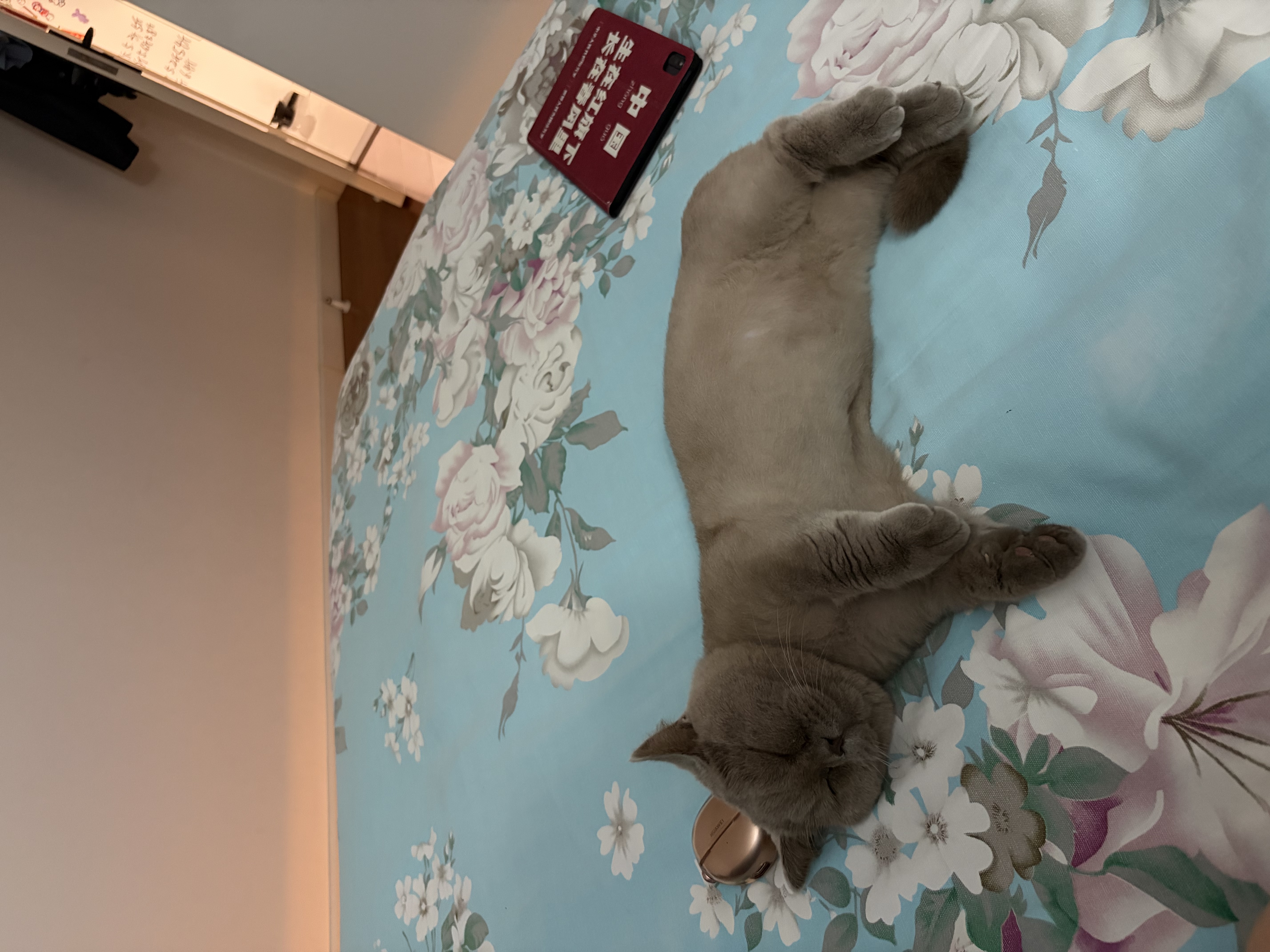 MamyPets猫咪磨牙棒饼干生骨肉鸡肉冻干鸡胸肉口臭洁齿棒宠物猫零食40g 实拍图