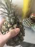 广东徐闻香水菠萝新鲜水果生鲜热带孕妇水果整箱包邮 2个装  单果650g起 实拍图