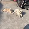 雷米高（RAMICAL） 成犬幼犬全价犬粮泰迪金毛拉布拉多柯基比熊澳宝犬粮18kg 36斤 实拍图