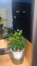 绿有意绿植盆栽多肉花卉盆栽植物室内桌面水培绿植办公室客厅植物懒人 清香3盆】栀子花+九里香+茉莉花 实拍图