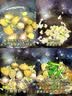 江船长冷冻鲍鱼 净重160g(10-15粒)袋装 火锅食材 海鲜生鲜 实拍图