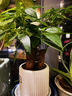 花翁大盆三杆发财树绿植盆栽招财植物办公室内开业盆景金钱树源头直发 实拍图