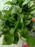 京东绿植绿萝盆栽除甲醛花卉绿植办公室新房净化空气180加仑4盆装源头直发 实拍图